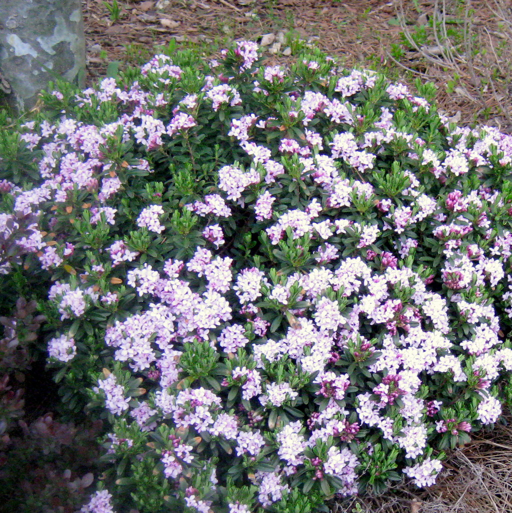 Daphne HYB : Arrowhead Alpines