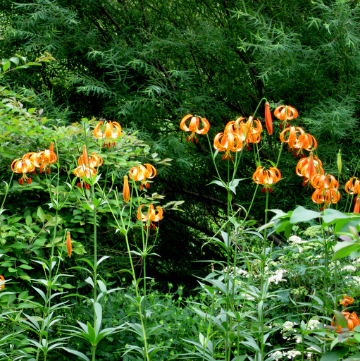 Lilium Superbum Arrowhead Alpines