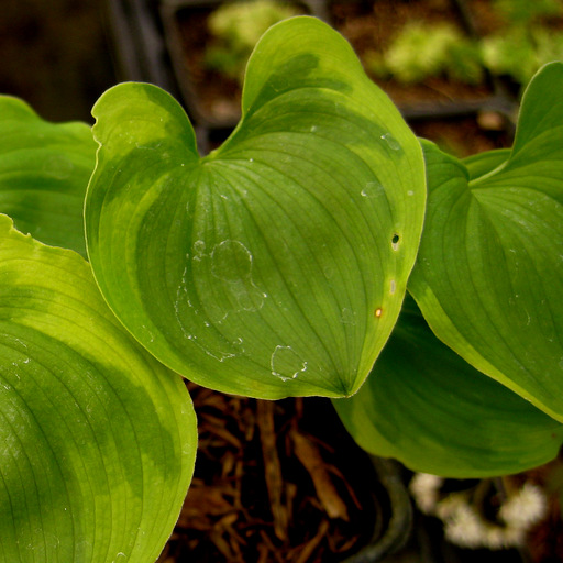 Maianthemum dilatatum 'Baby Moon' : Arrowhead Alpines