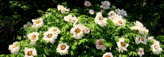 10+ Rare Seeds Alertie Peony Seeds #B014 – PEMDASGARDEN