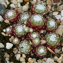 Sempervivum 'Belle Etoile'