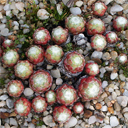 Sempervivum arachnoideum 'Laggeri'