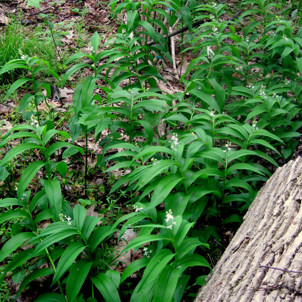 Smilacina racemosa