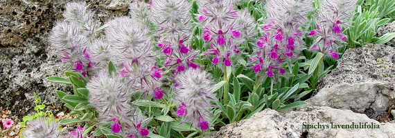 TÌNH YÊU CÂY CỎ ĐV 5 - Page 40 Stachys%20lavendulifolia