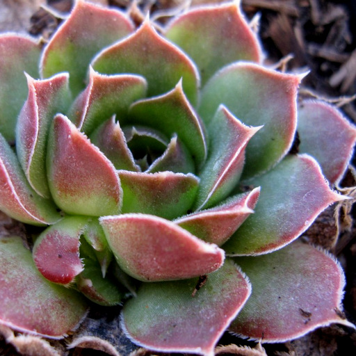 Orostachys boehmerii 'Keiko' : Arrowhead Alpines