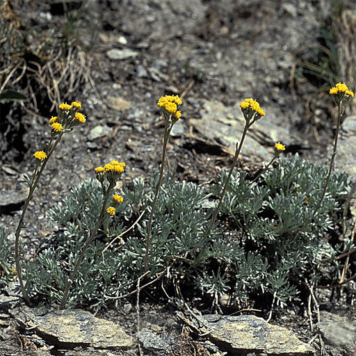 Artemisia glacialis - Click Image to Close