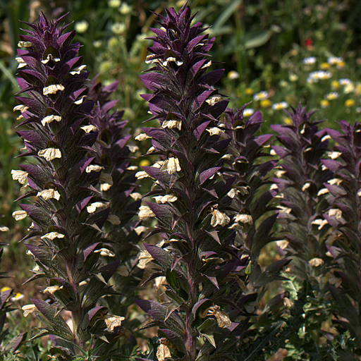 Acanthus syricus - Click Image to Close