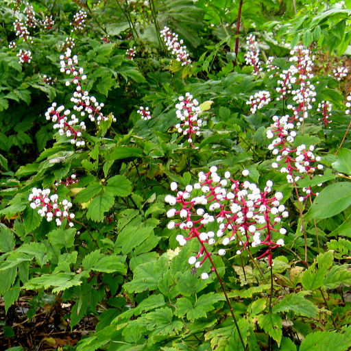 Actaea pachypoda - Click Image to Close