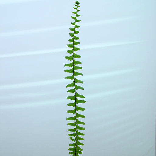 Asplenum platyneuron Ebony Spleenwort Qty 48 - Click Image to Close