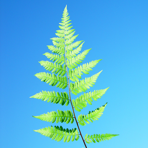 Athyrium filix-femina Lady Fern - Click Image to Close