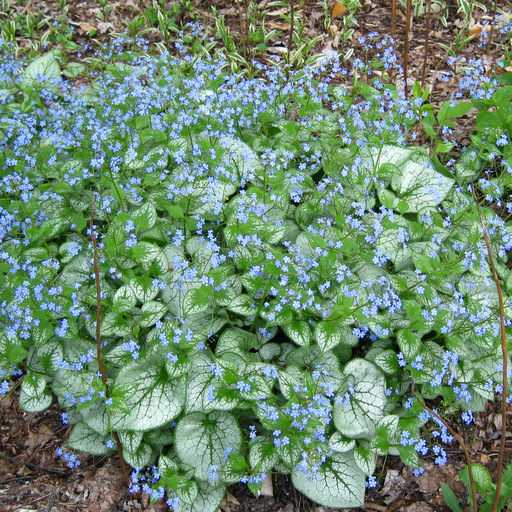 Brunnera macrophylla "Silver Leaf" - Click Image to Close