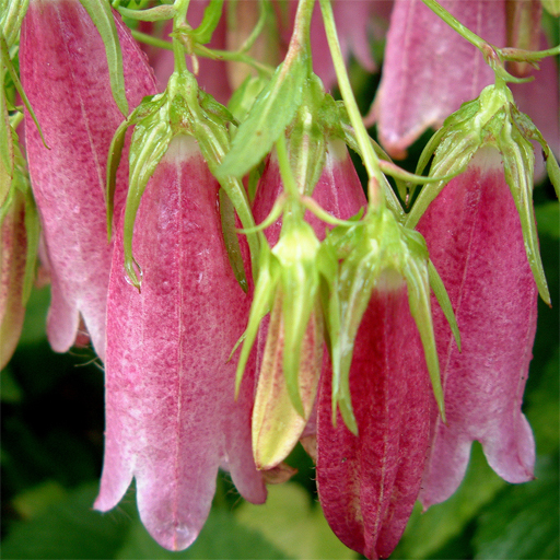 Campanula punctata nana lt. Pink - Click Image to Close