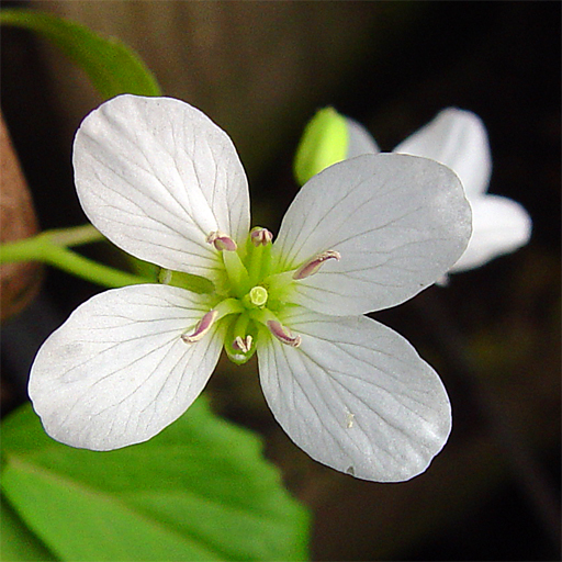 Cardamine trifolia - Click Image to Close