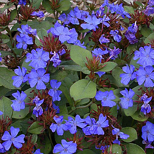 Ceratostigma plumbaginoides - Click Image to Close