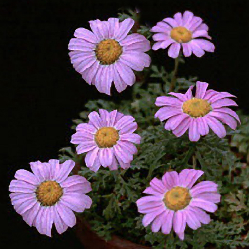 Chrysanthemum weyrichii - Click Image to Close