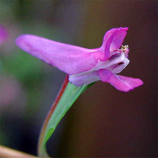 Corydalis decepiens - Click Image to Close