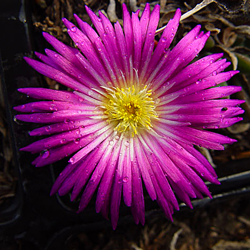 Delosperma ashtonii - Click Image to Close