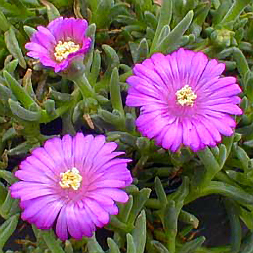 Delosperma ecklonis v. latifolia - Click Image to Close