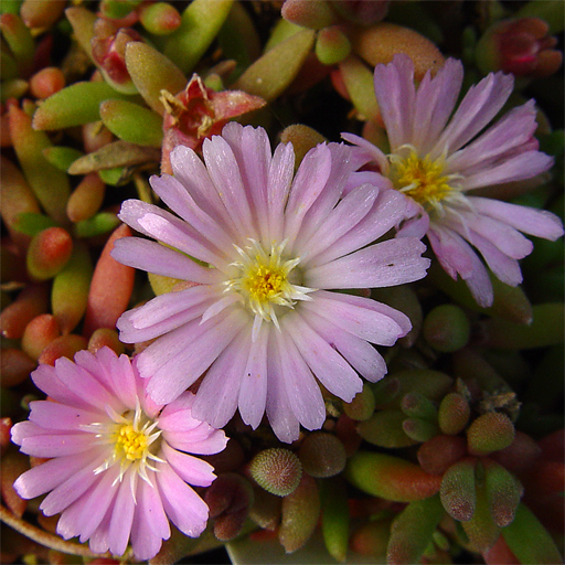 Delosperma sp. ex 'Beaufort West' - Click Image to Close