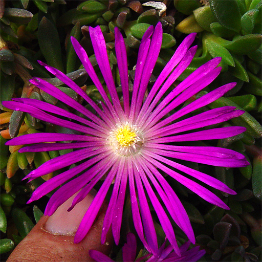 Delosperma 'John Proffit' - Click Image to Close