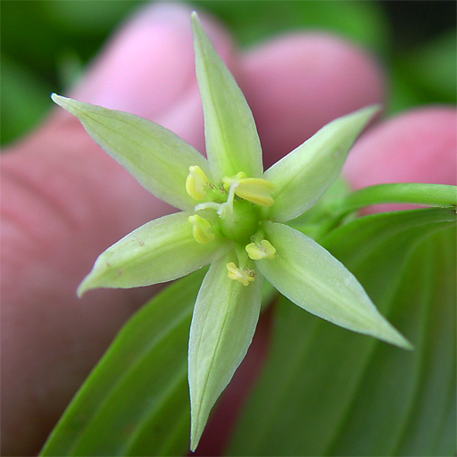 Disporum viridescens - Click Image to Close