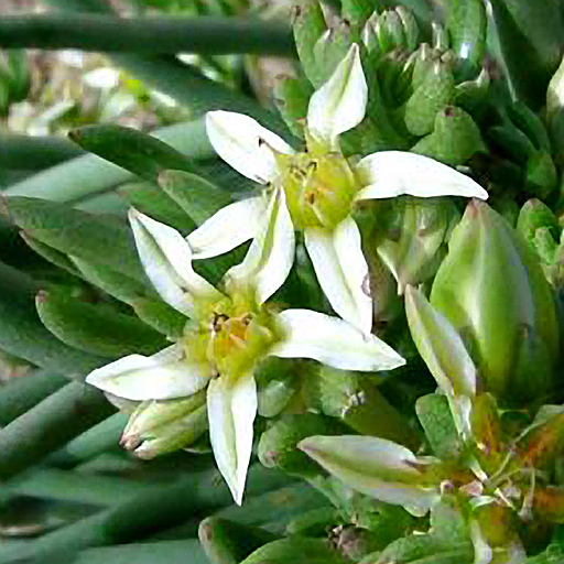 Dudleya edulis 03 247 - Click Image to Close