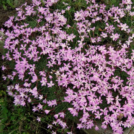 Dianthus subacaulis - Click Image to Close