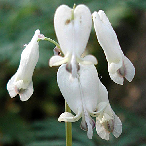 Dicentra canadensis Qty 48 - Click Image to Close