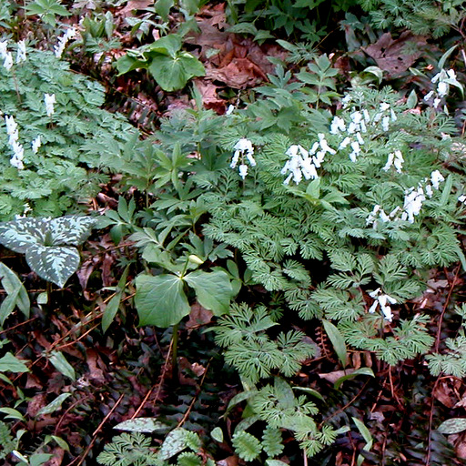 Dicentra cucullaria Qty 96 - Click Image to Close