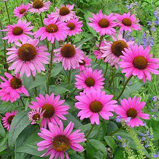 Echinacea purpurea 'Magnus' - Click Image to Close