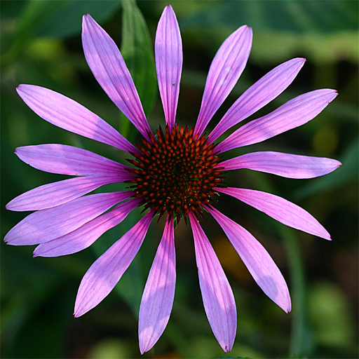 Echinacea purpurea 'Starlight' - Click Image to Close