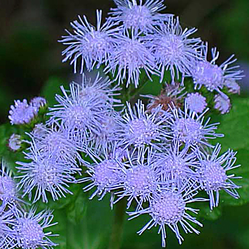 Eupatorium coelistinum - Click Image to Close