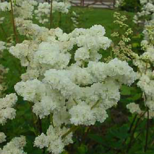 Filipendula ulmaria alba plena - Click Image to Close