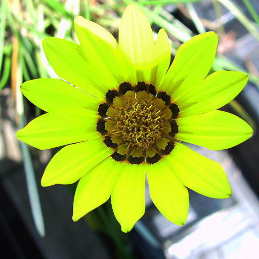 Gazania linearis - Click Image to Close