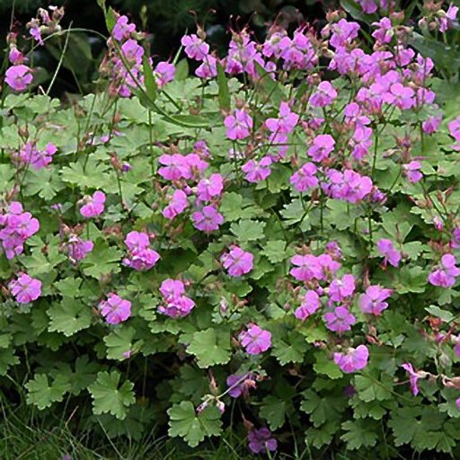 Geranium cantabrigense 'Karmina' - Click Image to Close