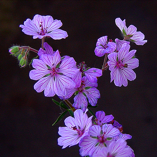 Geranium macrostylum Talish - Click Image to Close