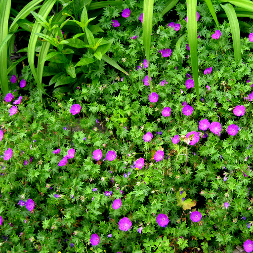 Geranium sanguineum var. striatum - Click Image to Close