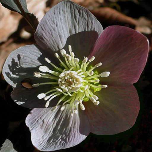 Helleborus purpurescens - Click Image to Close