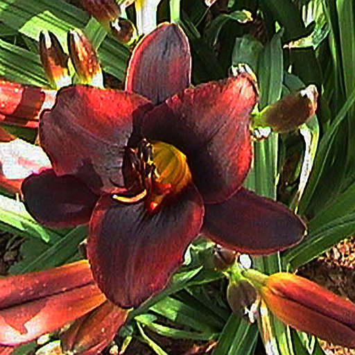 Hemerocallis hyb 'Chocolate' - Click Image to Close