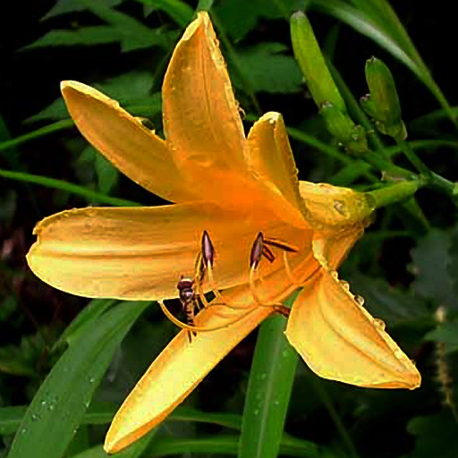 Hemerocallis longituba - Click Image to Close