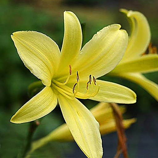 Hemerocallis vespertina - Click Image to Close