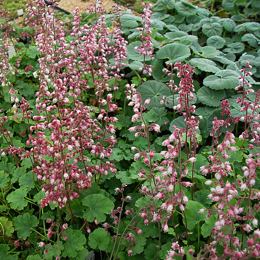 Heuchera pulchella - Click Image to Close