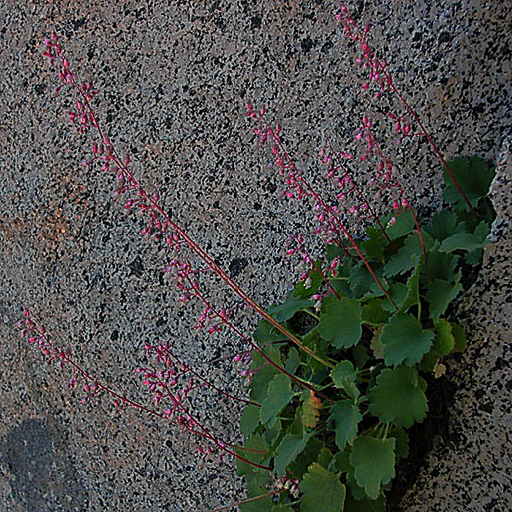 Heuchera rubescens v alpicola - Click Image to Close