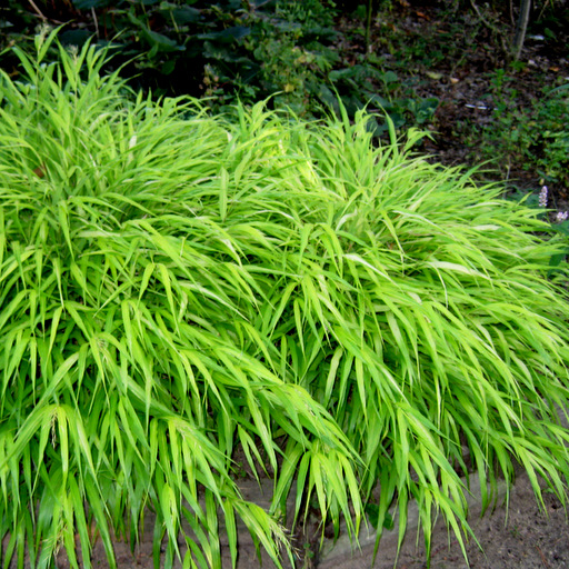 Hakonechloa macra 'All Gold' - Click Image to Close