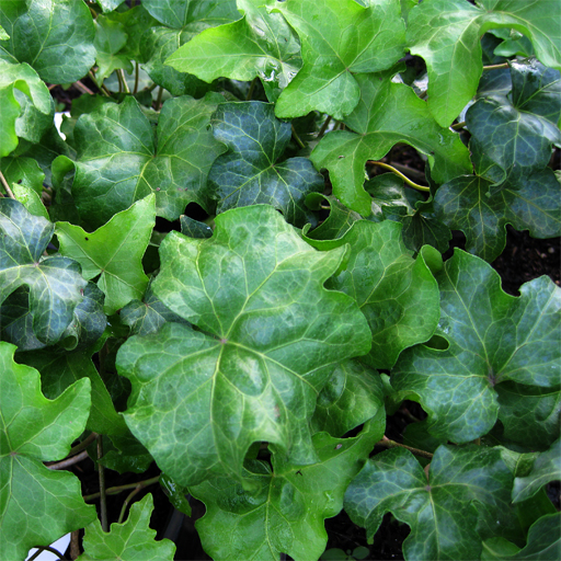 Hedera helix Curley - Click Image to Close