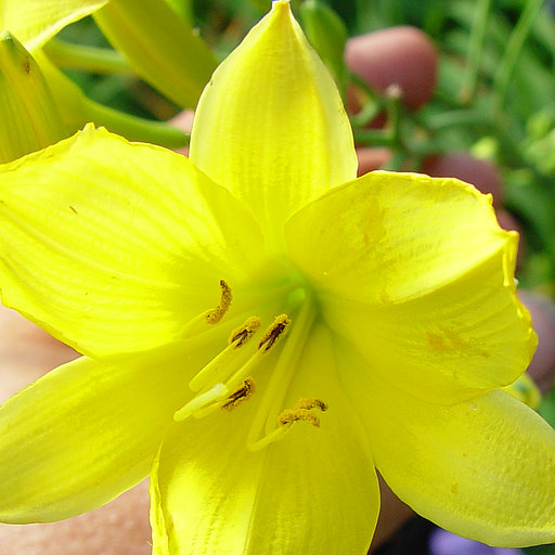 Hemerocallis multiflorus - Click Image to Close