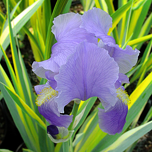 Iris pallida 'Aureo Variegata' - Click Image to Close