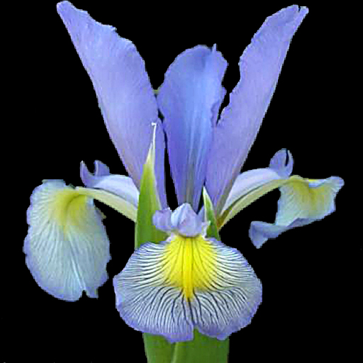 Iris spuria hyb. - Click Image to Close