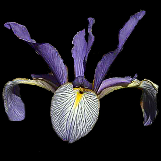 Iris spuria musulmanica - Click Image to Close