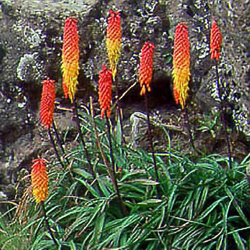 Kniphofia fluvialis - Click Image to Close